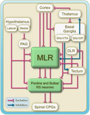 Brainstem neural mechanisms controlling locomotion with special reference to basal vertebrates